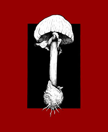 Destroying Angel Mushroom