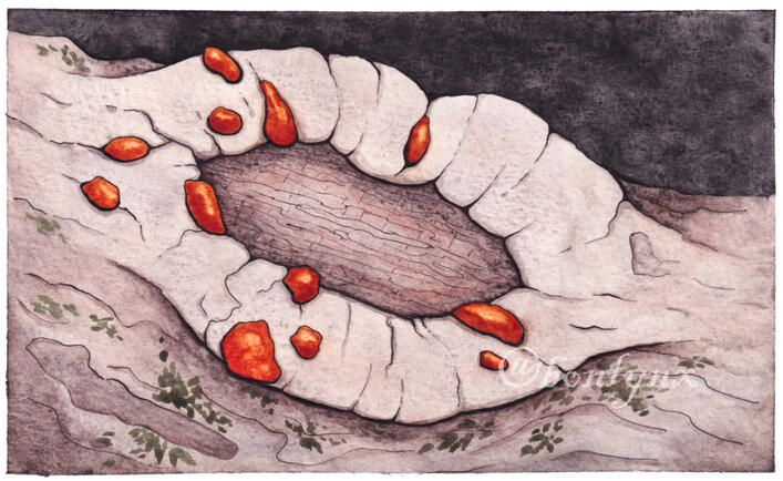 Orange Hobnail Canker Fungus